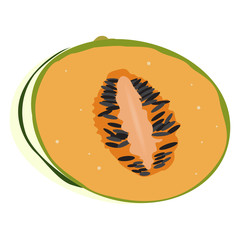 Isolated cut of a cantaloupe, Vector illustration