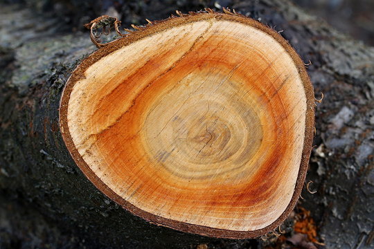 Querschnitt eines gef&auml;llten Kirschbaumes