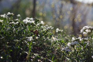 SpiderWeb in White WildFlowers