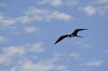 Fototapeta na wymiar magnificent frigatebird