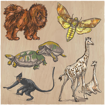 An hand drawn vector collection, pack of animals. Colored line art.