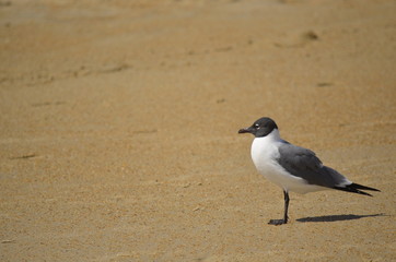 seagull3