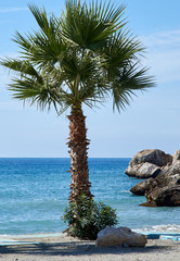 Palmtree in front of the blue sea.