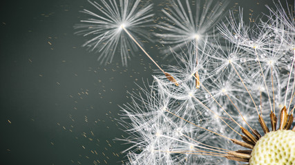 Close-up of dandelion seeds on blue natural background © Lukas Gojda