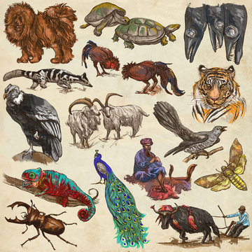 An hand drawn full sized collection, colored pack of animals. On old paper.