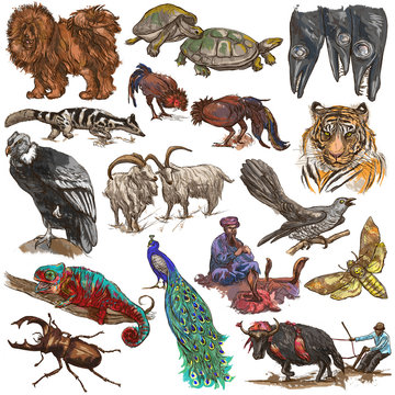 An hand drawn full sized colored collection, pack of animals. Isolated on white.