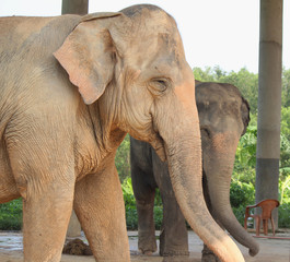 Fototapeta na wymiar Mother Elephant and child Elephant