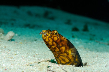 Curious eel