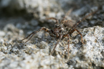 Macro close up photo of a Lycosidae family hunting spider sitting on a rock
