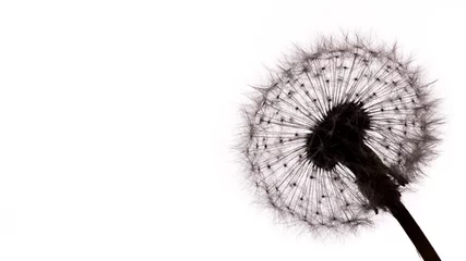 Photo sur Plexiglas Dent de lion Gros plan de graines de pissenlit sur fond blanc.