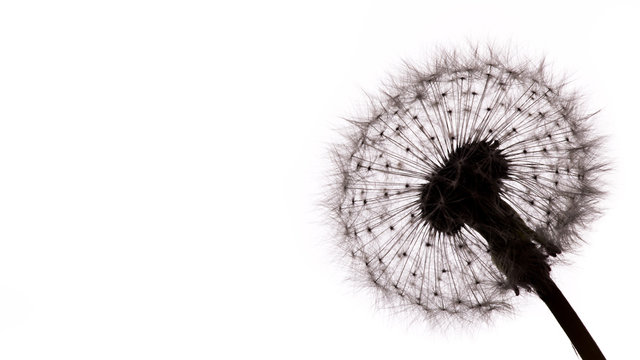 Close-up of dandelion seeds on white background.