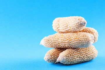 Raw corn on a blue background