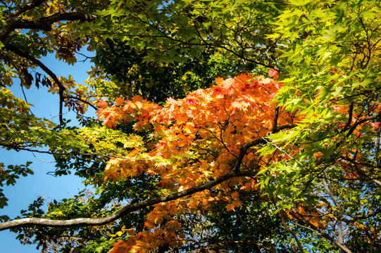 Colorful Autumn Leaves, Japan, Hokkaido, Onuma Quasi National Park