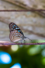Tanzender Schmetterling