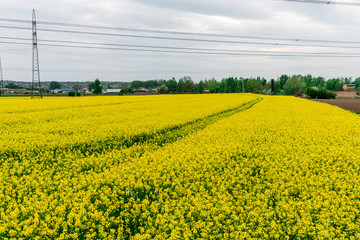 Amazing tulips field