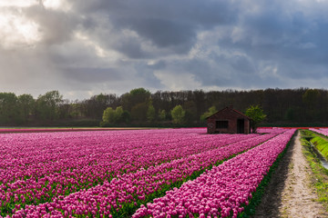 Fototapeta na wymiar Amazing tulips field