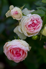 Rosa Ramblerrose nach Regenschauer