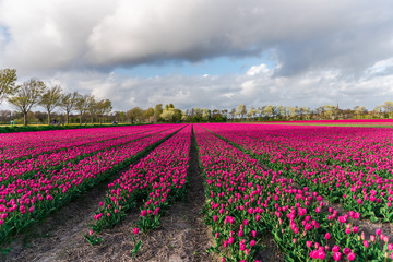 Amazing tulips field