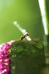 Close-up of a red ant in a dew on a tree