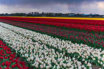 Sunset in tulips field