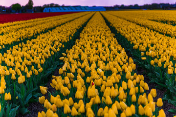 Sunset in tulips field