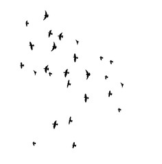 silhouette of flying birds, flight