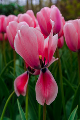 Beautiful tulips flowers