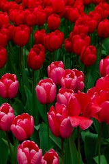 Beautiful tulips flowers