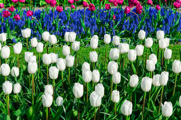Amazing flowers at Keukenhof Garden, Holland