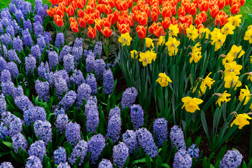 Amazing flowers at Keukenhof Garden, Holland