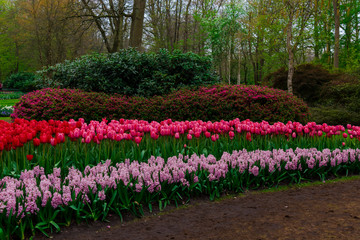 Amazing flowers at Keukenhof Garden, Holland