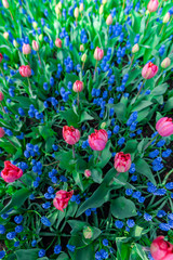 Amazing flowers at Keukenhof Garden, Holland