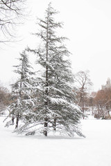 Tree and snow in the park