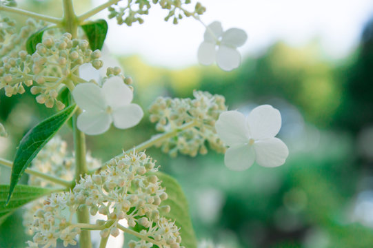 Beautiful white petals on a day in summer - Stock image