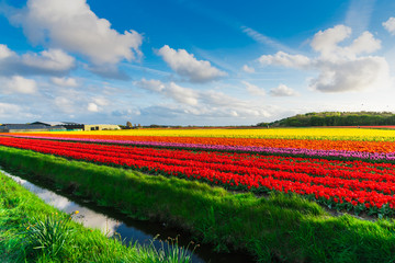 Tulips field