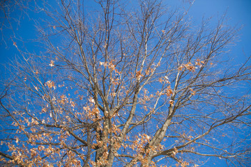 Branches of trees in winter with blue sky