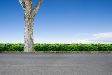 Roadside and tree