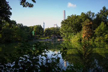 Trees, branches and plants reflect on lake at Central Park in summer