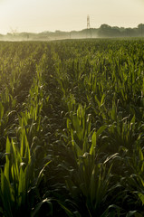 Corn Field in the morning 3
