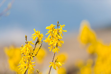 Spring flowers