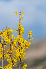 Spring flowers