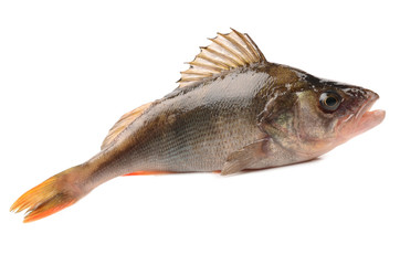 bass fish on white background