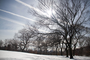 Lines of cloud on the sky and trees on snow