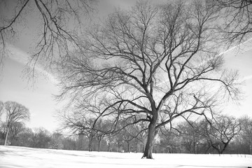 Trees without leaves and snow in black and white style