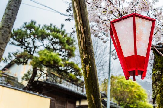 A Japanese lantern and a beautiful sakura blossom a tree.