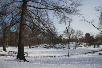 Snow, walkway and trees without leaves in winter
