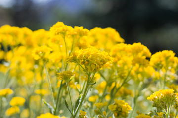 Canola Flowers in the Field