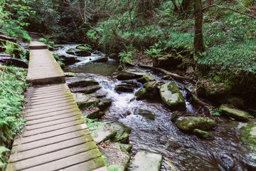 Naklejka premium Walkway next to river in forest
