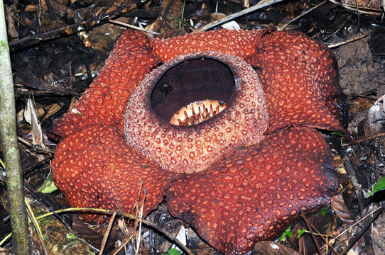 Fototapeta Rafflesia keithii flower, a parasitic flowering plant in the genus Rafflesia endemic to Sabah in Borneo.