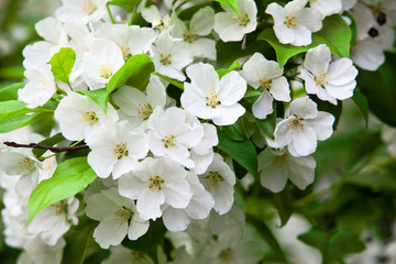 Close up view at white flowers on a branch of an apple tree